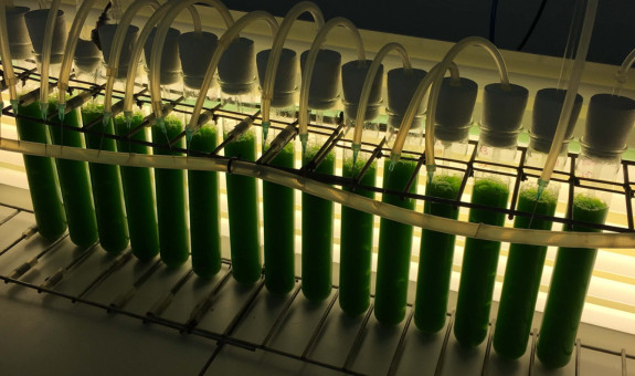 Salida de campo: Planta de microalgas de Biorizon Biotech y LifeBioencapsulation de la UAL